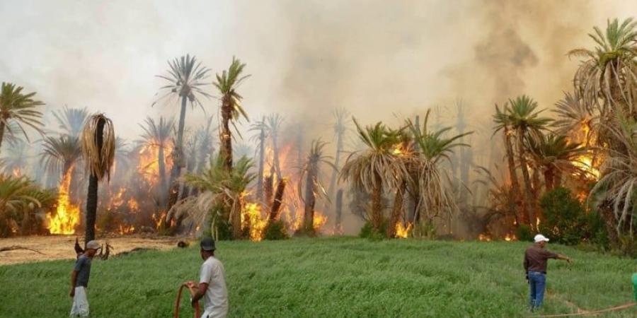 النار تهدد الواحات والمنازل في أكدز - بوابة المدينة برس