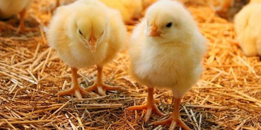 أسعار الكتاكيت والبط اليوم الأربعاء في بورصة الدواجن - المدينة برس