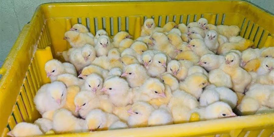 الروص بـ 15 جنيهًا، أسعار الكتاكيت والبط في بورصة الدواجن اليوم الجمعة - المدينة برس
