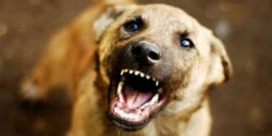 استيقظت على نباح كلبها فحدثت المفاجأة، قصة هدير الإسكندرانية مع زائر منتصف الليل تنتهي بالمؤبد - المدينة برس