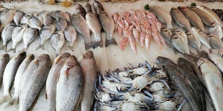 أسعار السمك اليوم، انخفاض جديد في البلطي وقفزة في المكرونة وقشر البياض - المدينة برس