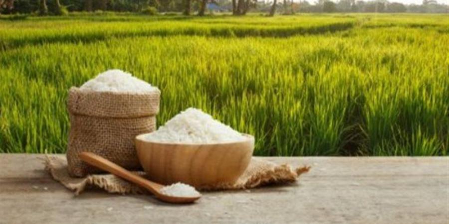 آخر تطورات سعر الأرز في السوق اليوم الأربعاء 5-8-2026 - المدينة برس