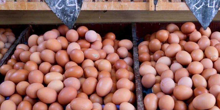 أسعار البيض تعود للارتفاع - بوابة المدينة برس