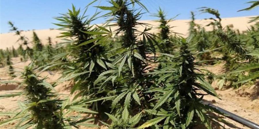 ضربة أمنية جديدة لتجار المخدرات، ضبط 2.5 طن هيدرو بـ1.4 مليار جنيه داخل مزرعتين بالإسماعيلية - المدينة برس