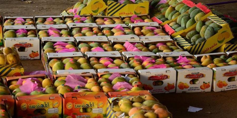 أسعار المانجو اليوم، دبشة وسنارة وبيض العجل بـ 35 جنيها والفص تقفز إلى 120 جنيها - المدينة برس