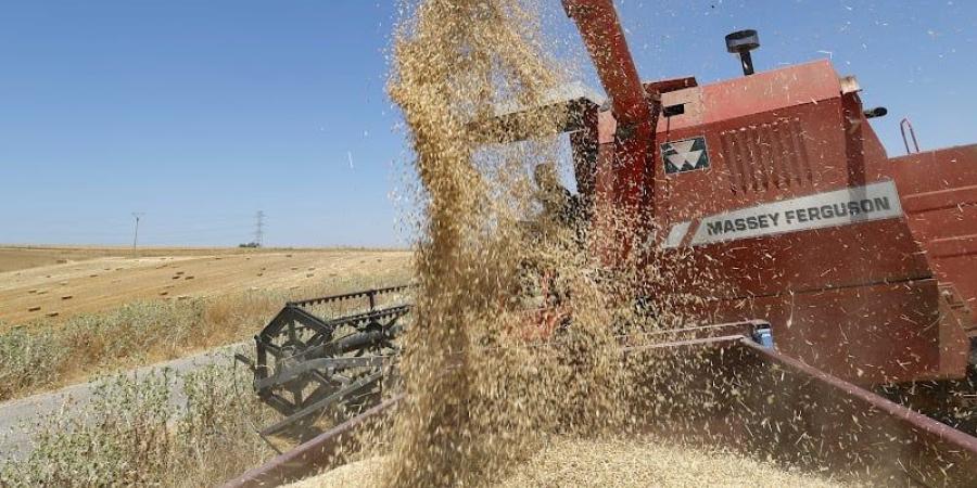 المغرب يجدد التدابير الجمركية المعنية بالقمح واللحوم والماشية المستوردة - بوابة المدينة برس