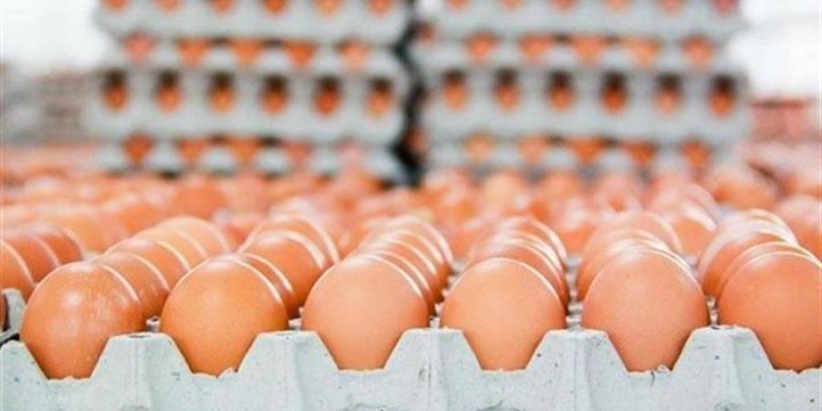 اشتعال الأبيض والأحمر، سعر كرتونة البيض اليوم الجمعة في بورصة الدواجن - المدينة برس
