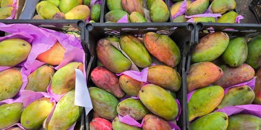 أسعار المانجو اليوم، ارتفاع العويسي 30 جنيها والفص تقفز إلى 130 جنيها "جملة" - المدينة برس
