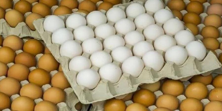 ارتفاع الأحمر والأبيض، سعر كرتونة البيض اليوم الأحد في بورصة الدواجن - المدينة برس
