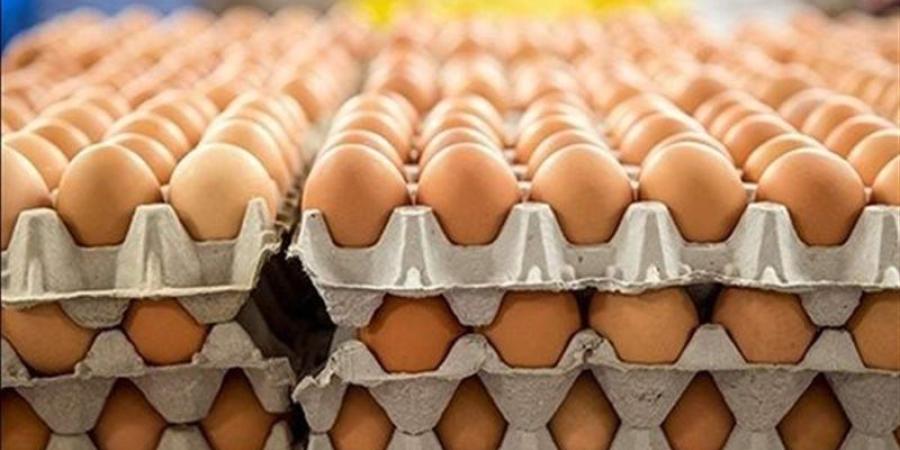 سعر كرتونة البيض اليوم الثلاثاء في بورصة الدواجن - المدينة برس