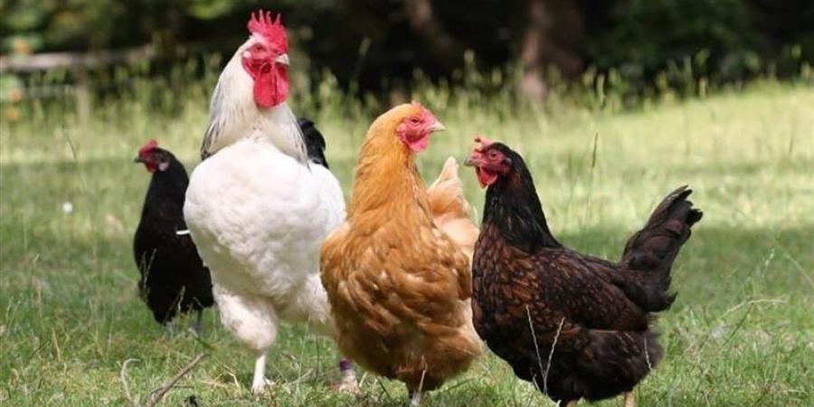 ارتفاع سعر الفراخ اليوم الثلاثاء 11 أغسطس 2026 - المدينة برس