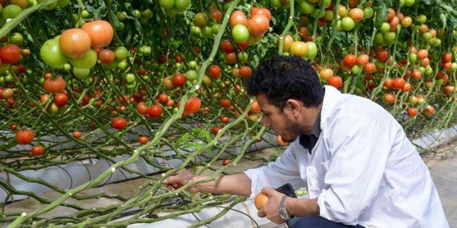 من المعمل إلى الحقل، 180 فكرة بمسابقة الابتكار الزراعي 2026، البحث عن عقل يحوِّل العلم إلى حل في مواجهة أزمات المياه والتربة والغذاء - المدينة برس