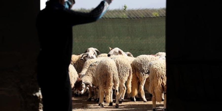 دعم مربي الماشية .. البواري يكشف عدد المستفيدين ومبالغ الشطر الثاني - بوابة المدينة برس