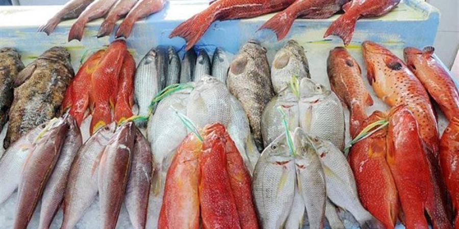 أسعار السمك اليوم، ارتفاع المكرونة 30 جنيها وانخفاض غير مسبوق في قشر البياض - المدينة برس